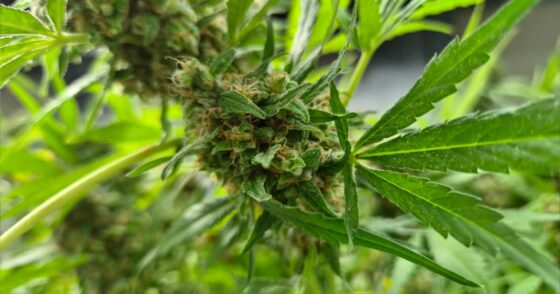 La Corée du Sud prépare la production locale de cannabis médical face à la hausse des besoins