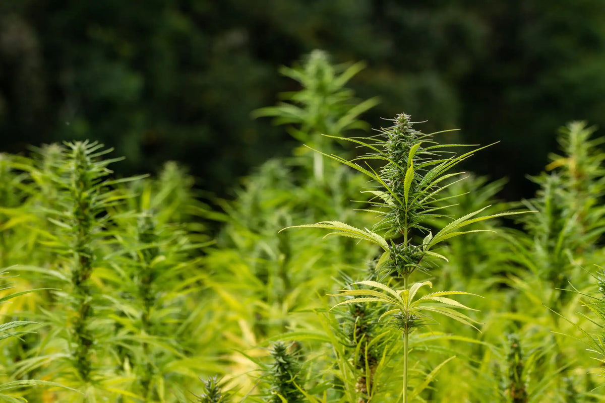 Point réglementaire aux États-Unis — Rhode Island Grapples Hemp Policy Federal Ban THC