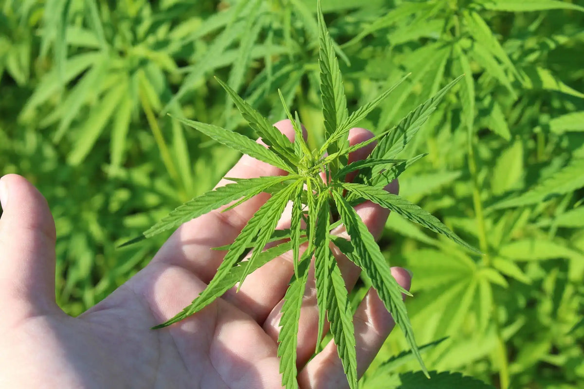 Point réglementaire aux États-Unis — Hemp Businesses About Learn What Marijuana Operators Already