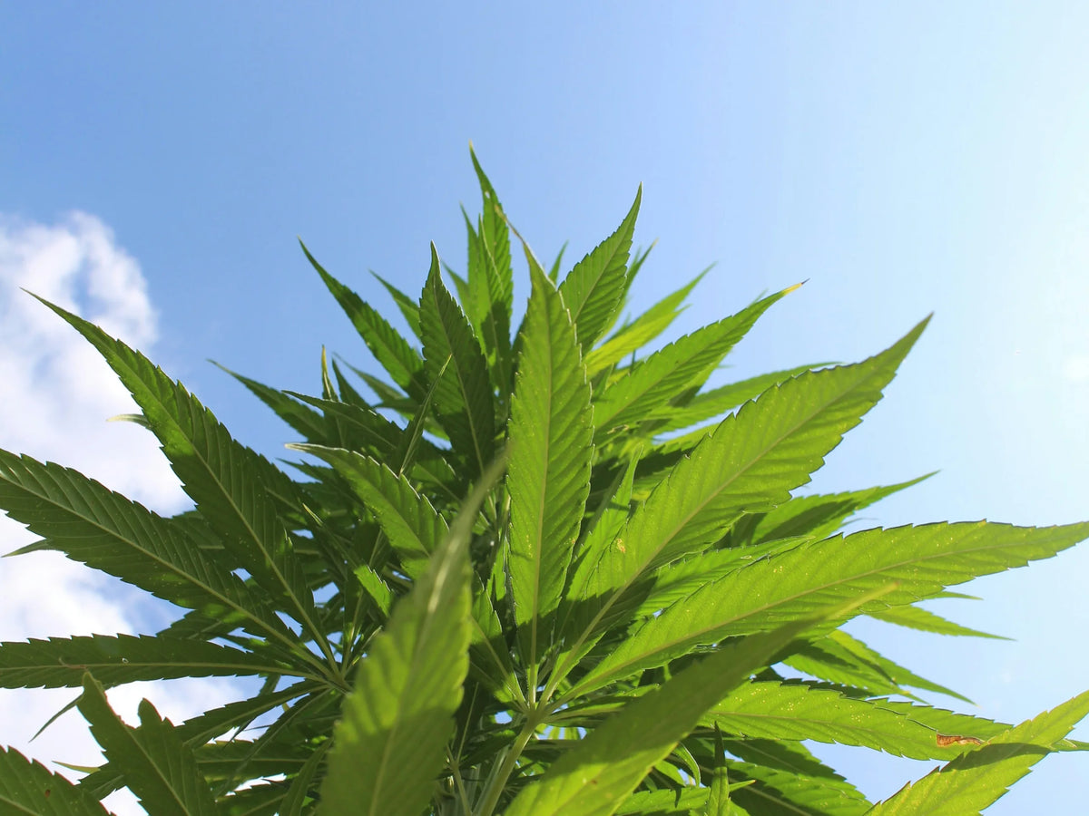 Point réglementaire en Europe — Hemp Could UK’s Overlooked Net Zero Solution New