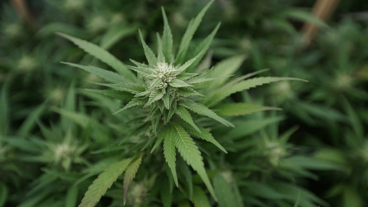 Veille marché CBD aux États-Unis — Nebraska Medical Marijuana Cultivators Ask State Officials Change