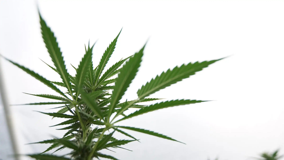 Veille marché CBD aux États-Unis — Washington Officials Invite Public Comments Proposal Make Easier