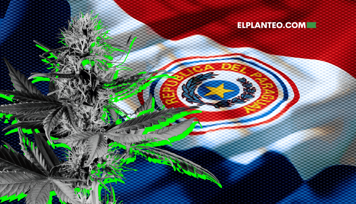 Paraguay Reguló el Cannabis Medicinal Hace 9 Años… ¿Y la Industria?