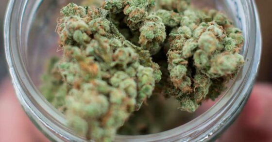 Un rapport de la DEA confirme qu’il n’y a pas d’overdose mortelle de cannabis