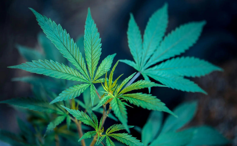 Veille marché CBD aux États-Unis — Washington Officials Take Steps Make Easier Medical Marijuana