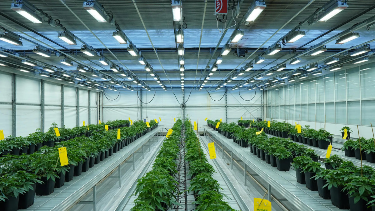 Point réglementaire en France — France’s Final Medical Cannabis Decree Could Complete ‘Coming