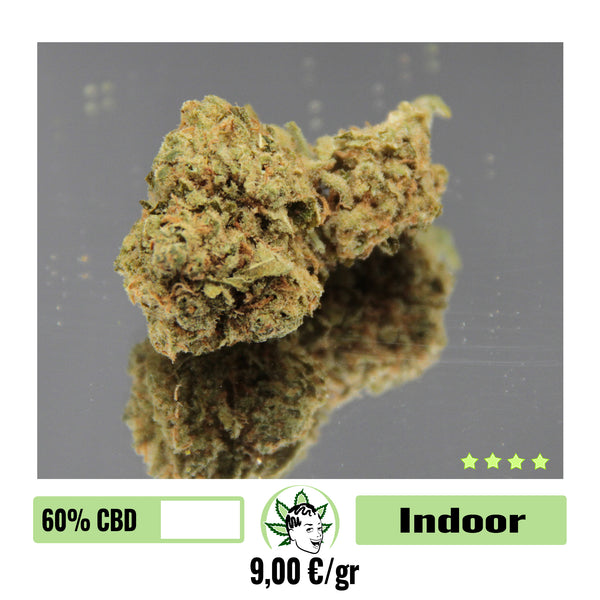 EL PROFESOR - INDOOR