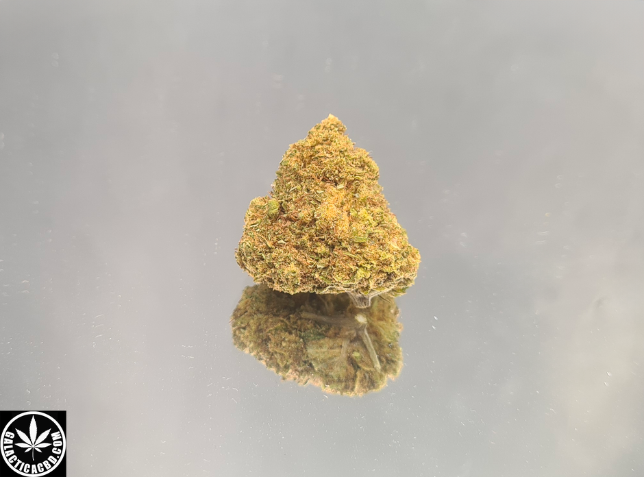 AMNESIA MIEL - INDOOR (5 GRAMMES)