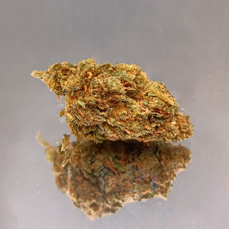 RED HEAD 40% - GREENHOUSE