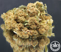 BON PLAN - GREENTONNIC GREENHOUSE (10 GRAMMES)