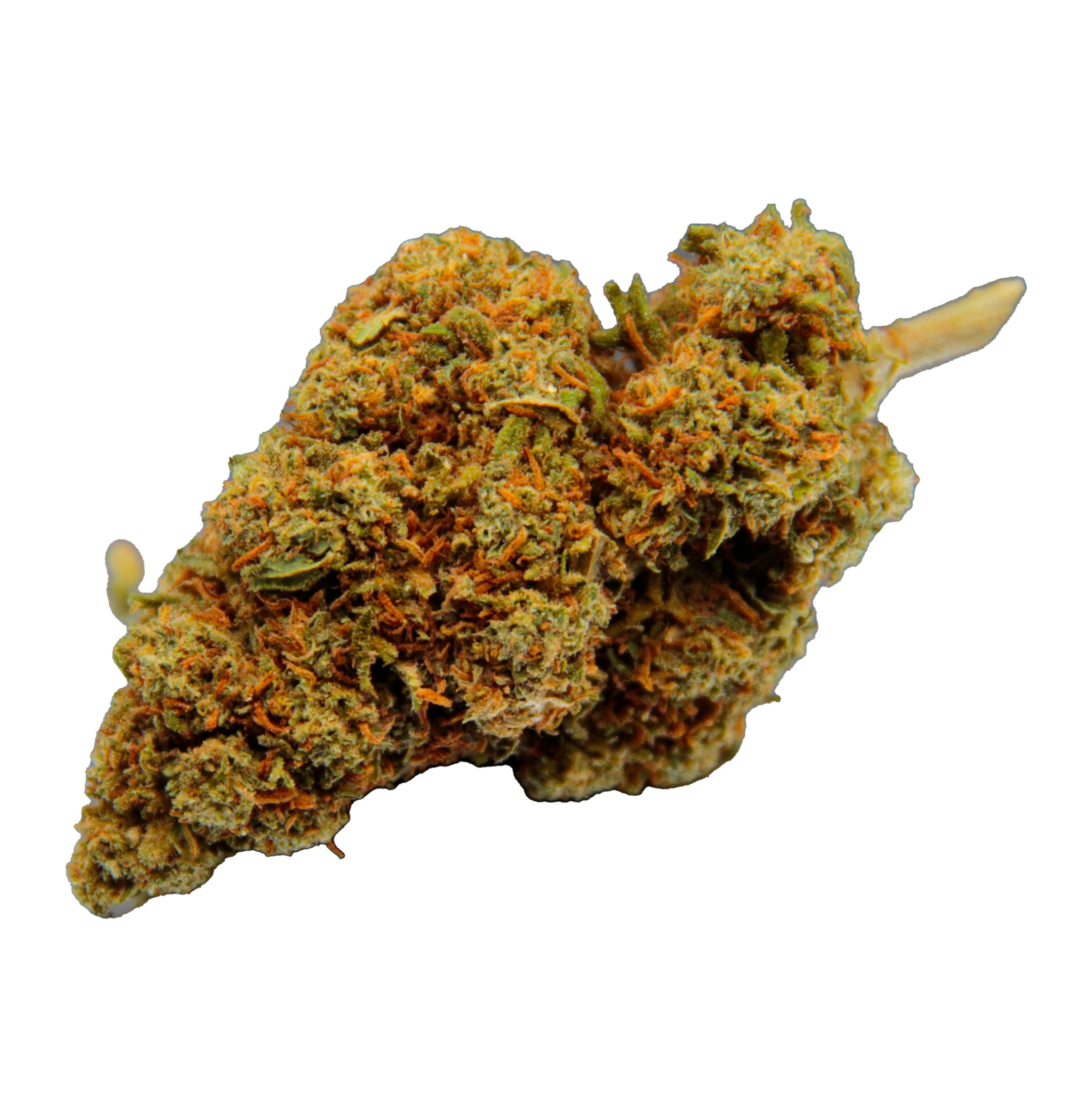 ORANGE BUD