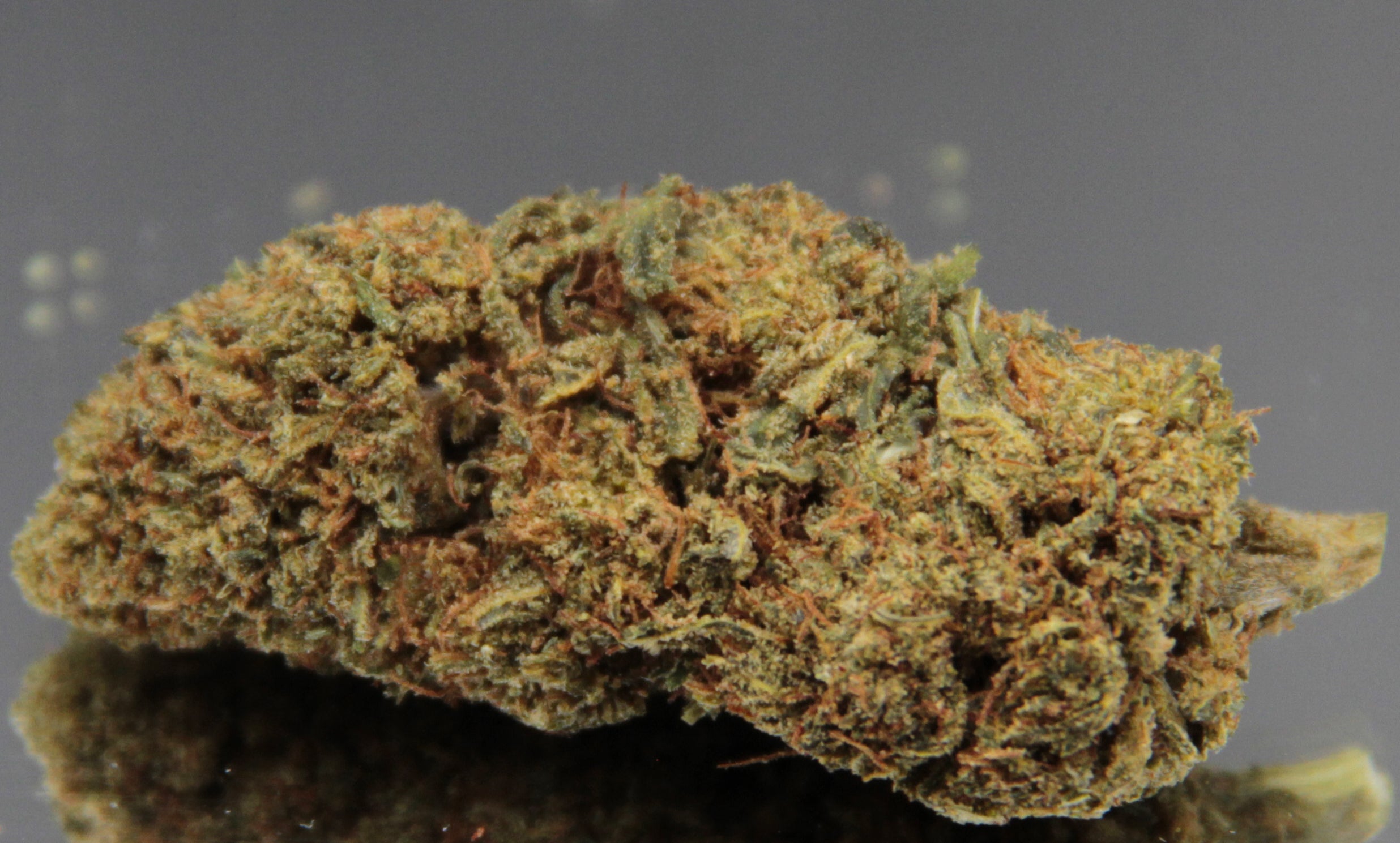 THE PENGUIN - INDOOR D'EXCEPTION (5 GRAMMES)