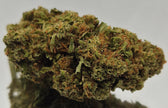 GELATO 60