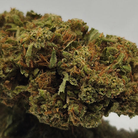 GELATO 60