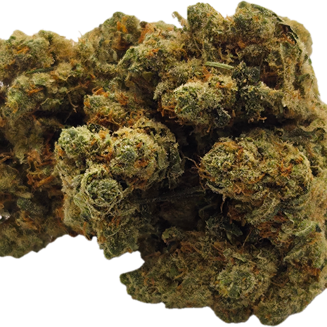 AMNESIA